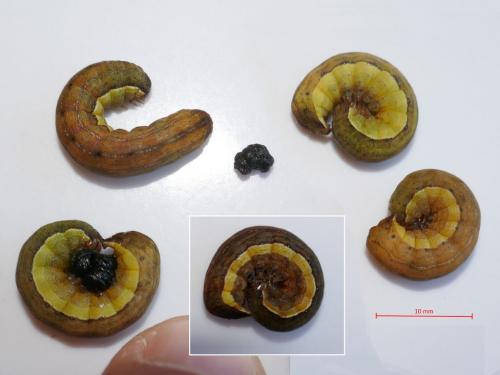 Ochropleura leucogaster